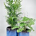 office plants