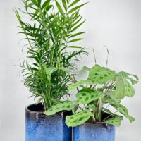 office plants