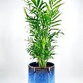 palm