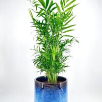 palm