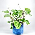 maranta