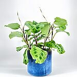 Classic Blue Glazed Rustic Planter
