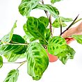 maranta