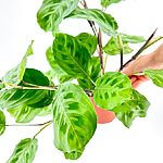 Maranta Leuconeura Kerchoveana Prayer Plant