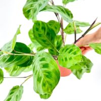 maranta