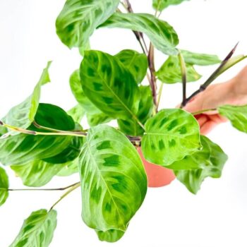 Maranta Leuconeura Kerchoveana Prayer Plant