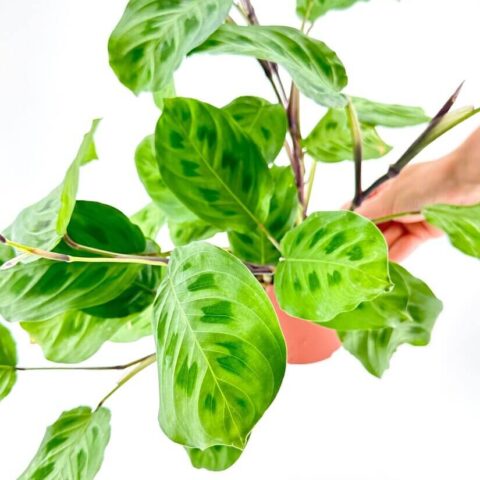 maranta
