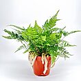 Humata Tyermannii Rabbit’s Foot Fern