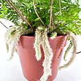 Humata Tyermannii Rabbit’s Foot Fern