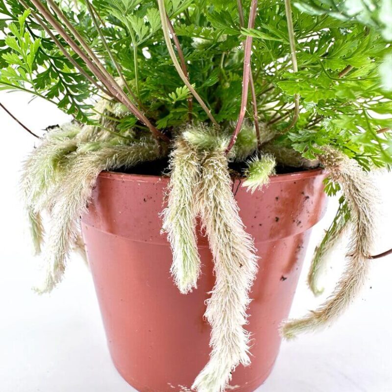 Humata Tyermannii Rabbit’s Foot Fern Humata Tyermannii Rabbit’s Foot Fern