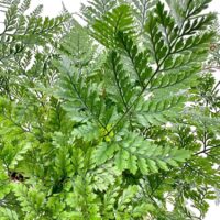 Humata Tyermannii Rabbit’s Foot Fern