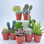 Mini Succulents Houseplant