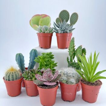 Mini Succulents Houseplant