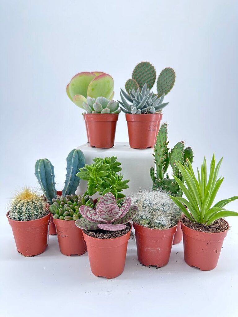 Mini Succulents Houseplant