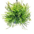 hipsalis Burchellii Mistletoe Cactus