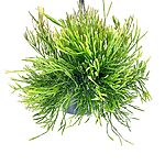 Rhipsalis Burchellii Mistletoe Cactus