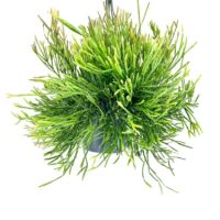 hipsalis Burchellii Mistletoe Cactus