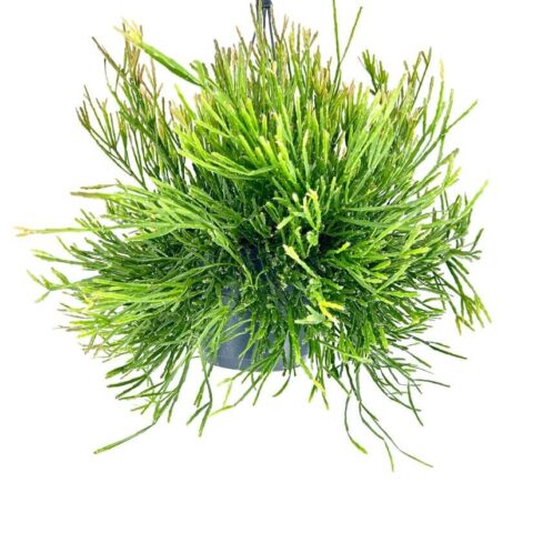 hipsalis Burchellii Mistletoe Cactus