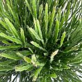 hipsalis Burchellii Mistletoe Cactus