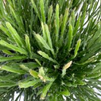 hipsalis Burchellii Mistletoe Cactus