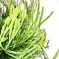 hipsalis Burchellii Mistletoe Cactus
