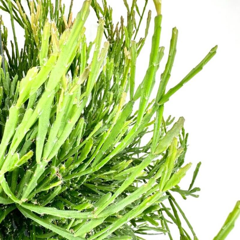 hipsalis Burchellii Mistletoe Cactus hipsalis Burchellii Mistletoe Cactus