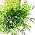 hipsalis Burchellii Mistletoe Cactus