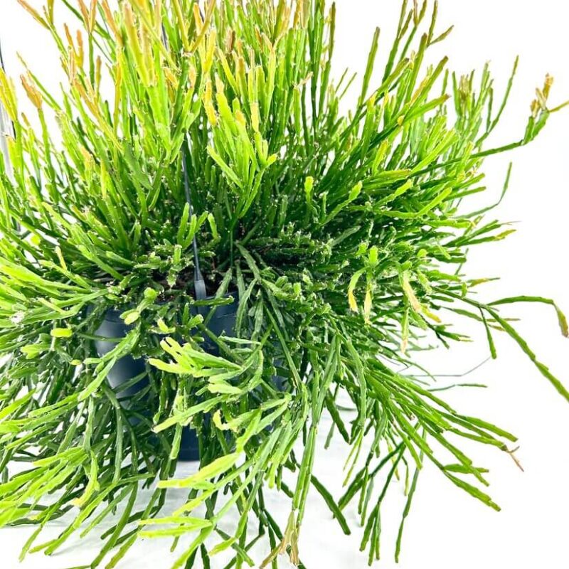 hipsalis Burchellii Mistletoe Cactus hipsalis Burchellii Mistletoe Cactus