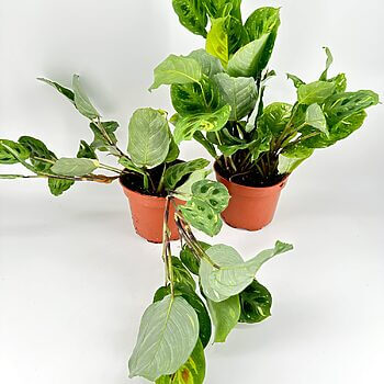 Houseplants in terracotta pots on white background, featuring vibrant, variegated foliage.