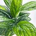 Lush green Monstera leaves with intricate veins and glossy texture under natural diffused lighting.