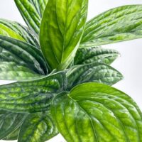 Lush green Monstera leaves with intricate veins and glossy texture under natural diffused lighting.