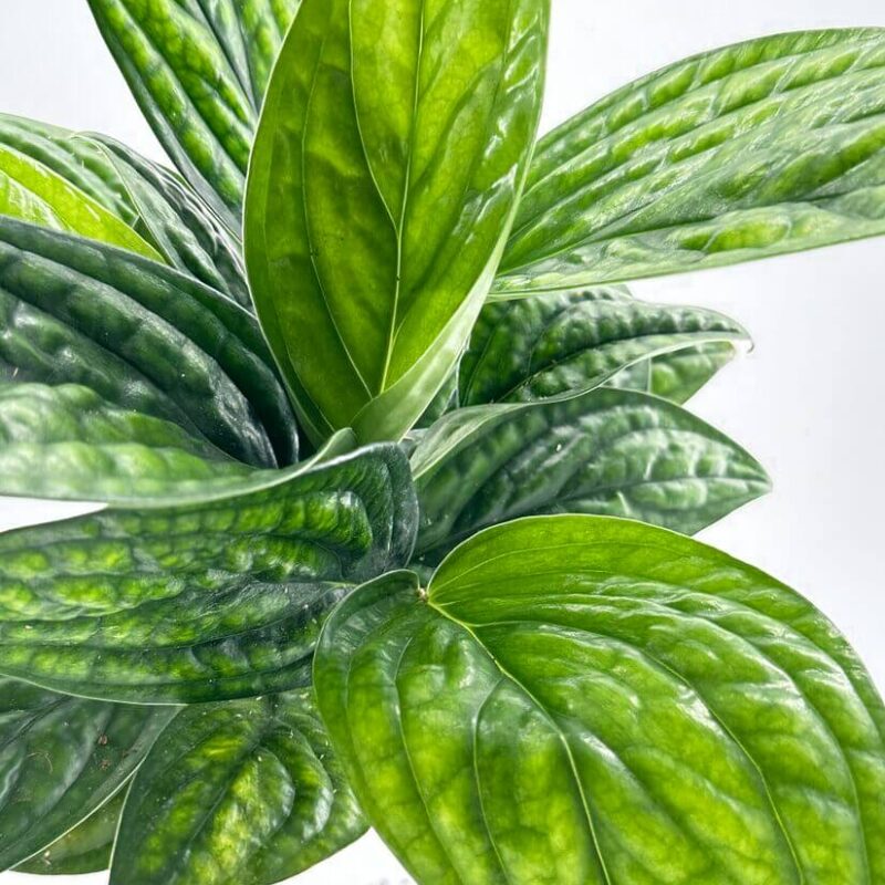 Monstera Karstenianum Peru Epipremnum Marble Planet Lush green Monstera leaves with intricate veins and glossy texture under natural diffused lighting.