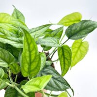 Monstera Siltepecana Silver Fox