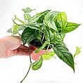 Monstera Siltepecana Silver Fox