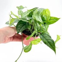 Monstera Siltepecana Silver Fox