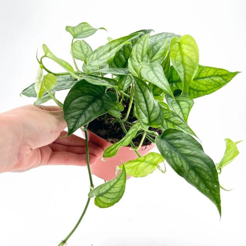 Monstera Siltepecana Silver Fox Monstera Siltepecana Silver Fox