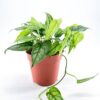 Monstera Siltepecana Silver Fox 12cm pot