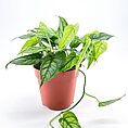 Vibrant indoor potted plants in black pots with ruler backdrop for size comparison.