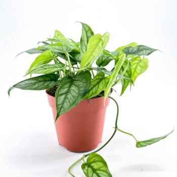 Vibrant indoor potted plants in black pots with ruler backdrop for size comparison.