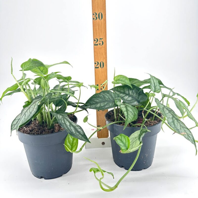 Monstera Siltepecana Silver Fox Vibrant indoor potted plants in black pots with ruler backdrop for size comparison.