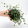 Close-up of Muehlenbeckia Complexa Necklace Vine (Angel Vibe Fern) showcasing its thin, wiry stems and small, round green leaves trailing over the edge of a pot.