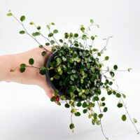 Close-up of Muehlenbeckia Complexa Necklace Vine (Angel Vibe Fern) showcasing its thin, wiry stems and small, round green leaves trailing over the edge of a pot.