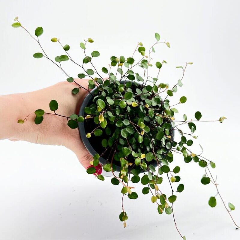 Muehlenbeckia Complexa Necklace Vine Angel Vibe Fern Close-up of Muehlenbeckia Complexa Necklace Vine (Angel Vibe Fern) showcasing its thin, wiry stems and small, round green leaves trailing over the edge of a pot.