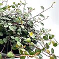 Close-up of Muehlenbeckia Complexa Necklace Vine (Angel Vibe Fern) showcasing its thin, wiry stems and small, round green leaves trailing over the edge of a pot.