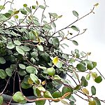 Muehlenbeckia Complexa Necklace Vine Angel Vibe Fern