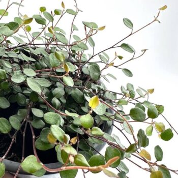 Close-up of Muehlenbeckia Complexa Necklace Vine (Angel Vibe Fern) showcasing its thin, wiry stems and small, round green leaves trailing over the edge of a pot.