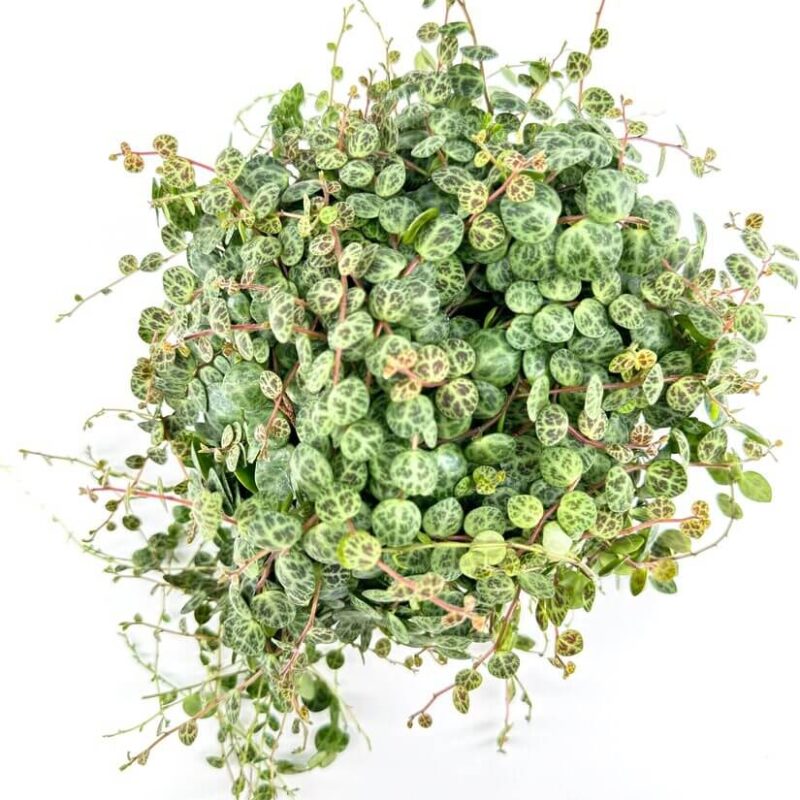 Peperomia Prostata String of Turtles A detailed view of the delicate, turtle-shell-like leaves of Peperomia Prostrata, showcasing their intricate patterns and vibrant green hues.