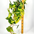 Hanging pothos plant with heart-shaped leaves alongside a wooden growth chart on white background.
