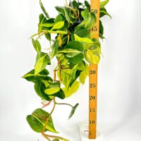 Hanging pothos plant with heart-shaped leaves alongside a wooden growth chart on white background.
