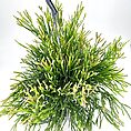 hipsalis Burchellii Mistletoe Cactus
